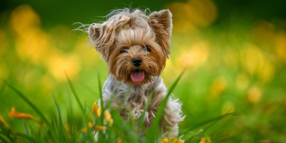 Ovo su 5 najmanjih rasa pasa: Još malo pa staju u džep - nestvarno slatki (FOTO)