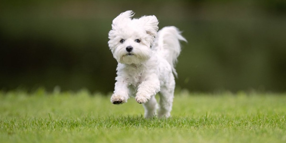 Da li je vaš pas ljubomoran? Ovi znaci otkrivaju istinu - emocije na četiri šape