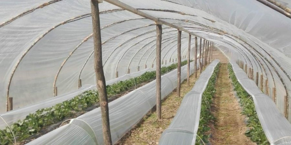 Kako da zaradite od ovog voća: Živkovići otkrivaju cake