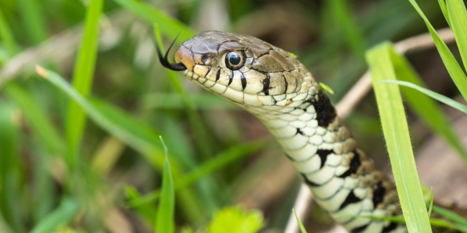 Zmije neće prići dvorištu: Očistite ova mesta u svom domu i oteraćete ih zauvek