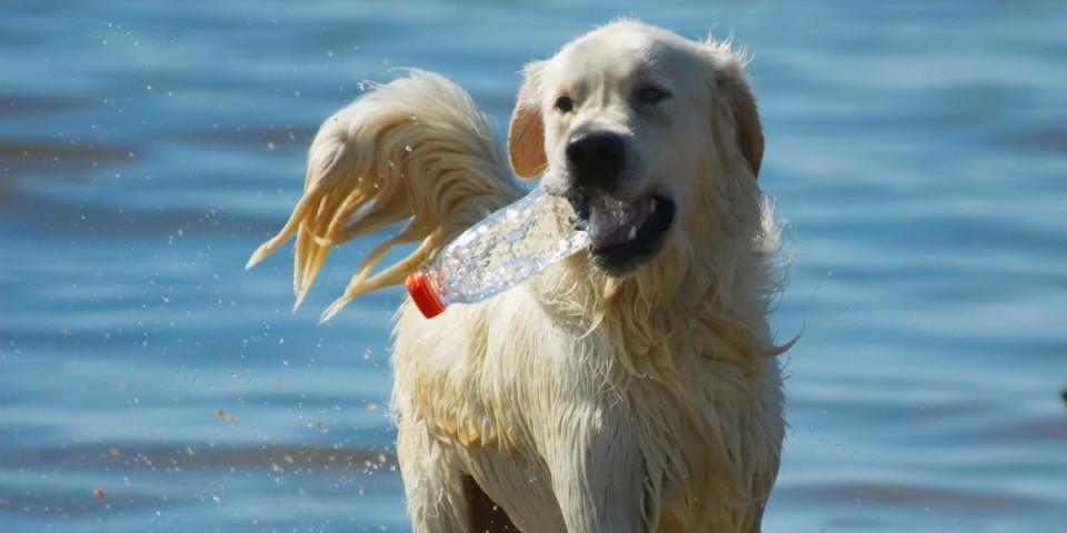 Zlatni retriver napravio haos: Kada vidite šta je uradio plakaćete od smeha (VIDEO)