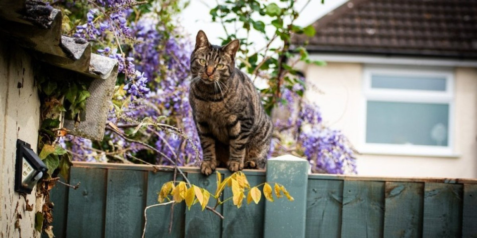 Komšijske mačke vam opsedaju dvorište? Ovaj trik oteraće ih zauvek - zaista deluje