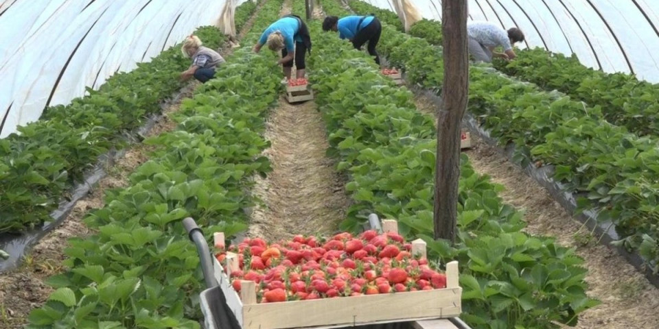 Evo posla: Vlasnici plantaža u ovom kraju već traže radnike
