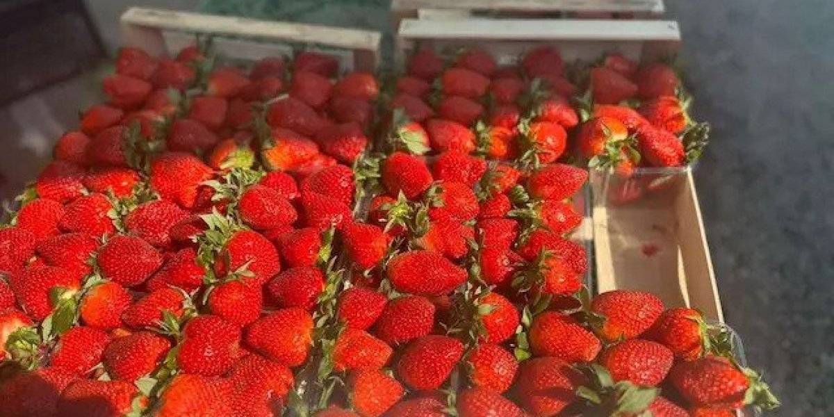 Domaće jagode na čačanskoj pijaci