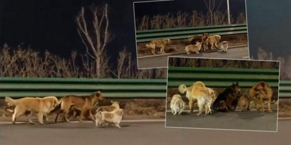 Heroji na 4 noge: Psi pobegli trgovcima mesa i pronašli put kući - pešačili 17 kilometara (VIDEO)