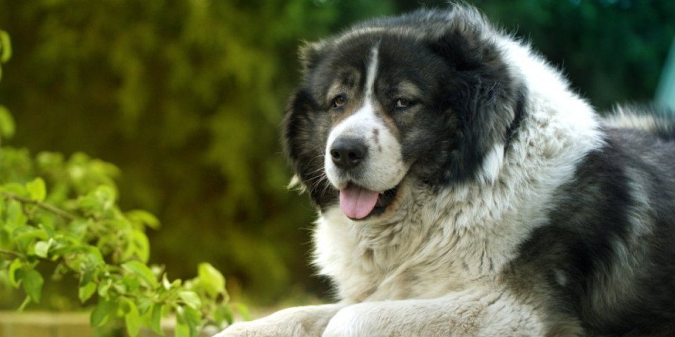 Noćna mora za dresuru: 3 rase pasa koje zadaju muke vlasnicima - tvrdoglavi do koske