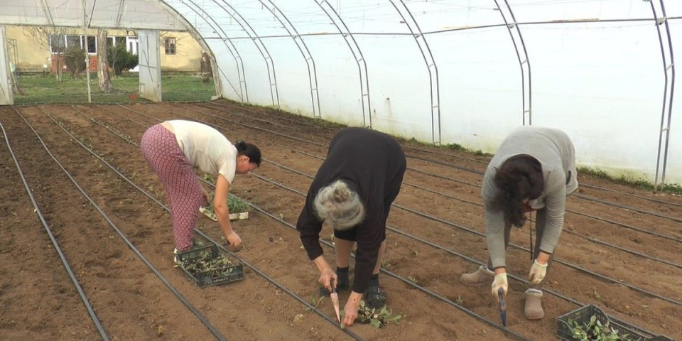 Šta to sade ovi ljudi? Kupci unapred dogovoreni, čeka se maj