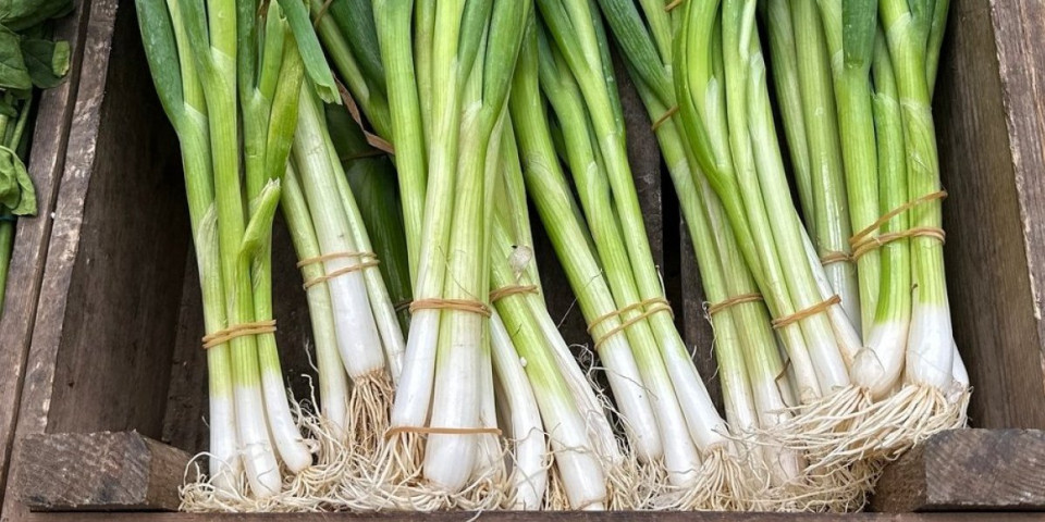 Prevara na pijaci: Ovako izgleda prskan mladi luk - koren otkriva da li je prepun pesticida
