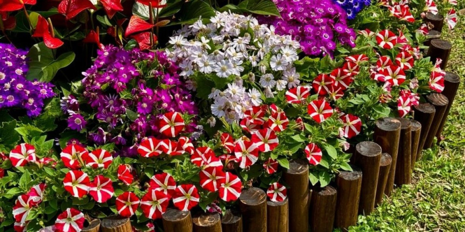 Petunije odlaze u zaborav: Ovo će biti kraljica cveća na vašem balkonu (FOTO)