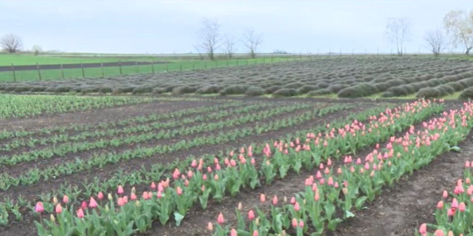 Ovo nije Holandija nego Bačka: Neverovatno polje lala