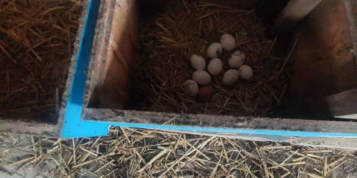 Bela jaja najtraženija