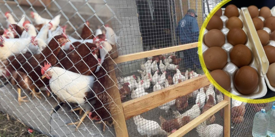 Planule liste čekanja za domaća jaja: Za manje od mesec dana prodato više od 2.000 komada, a rezervacije i dalje stižu
