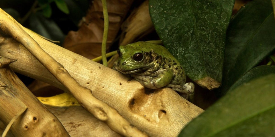 Otkrivena nova vrsta vodozemca: Nećete verovati gde ovo stvorenje nosi mladunce