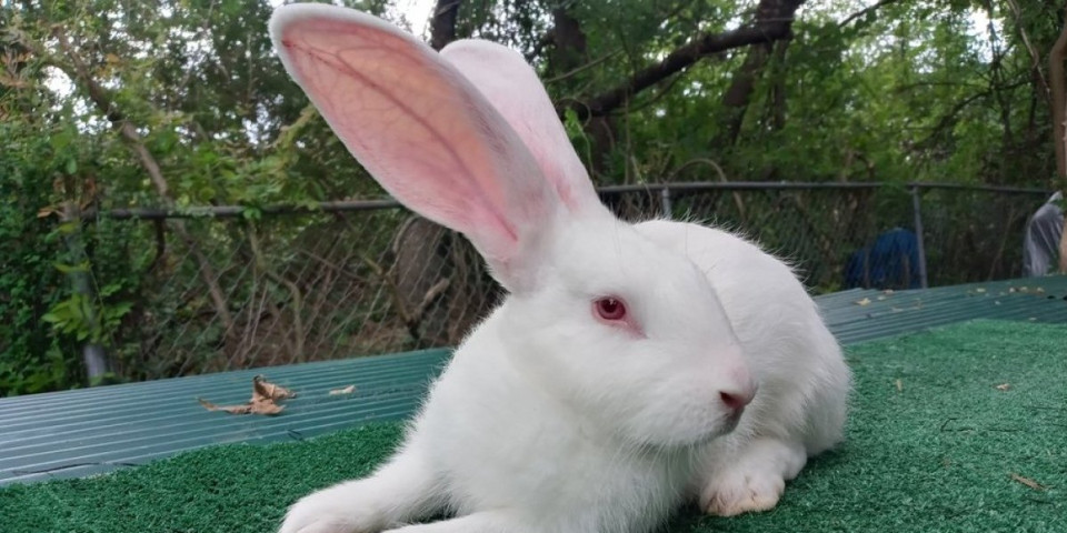 Čudo neviđeno: Zec težak čak 10 kilograma i ima svoju sobu - "devojka" mu spava pod ušima (VIDEO)