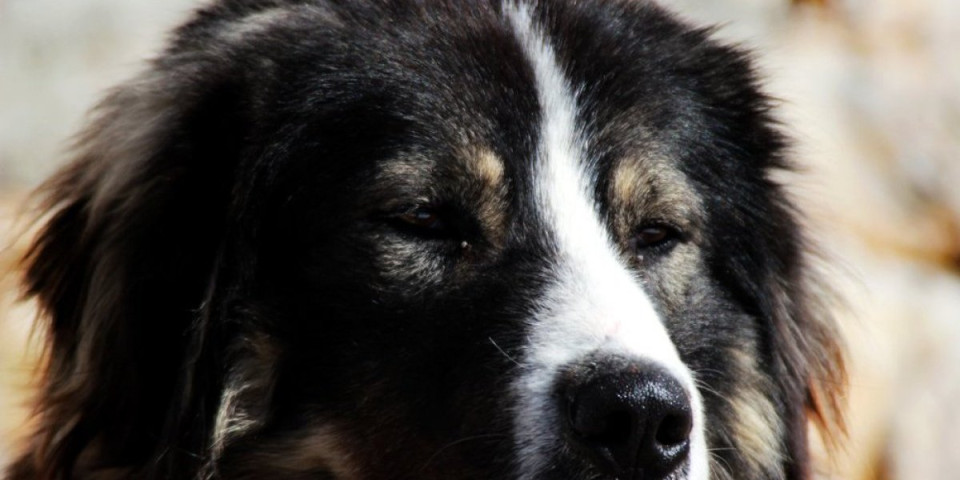 Domaći pas čeličnog zdravlja: Skoro nikada nije bolestan - izgledom i temperamentom je prava zverka