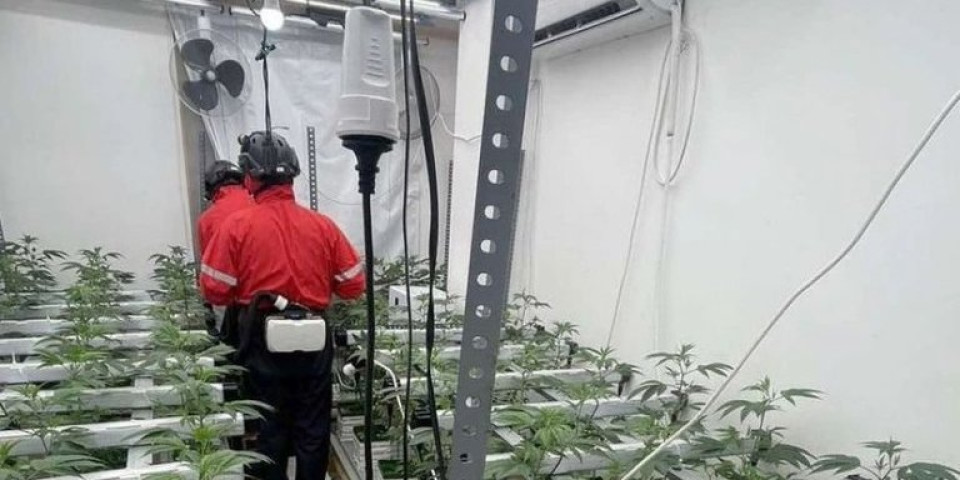 Pretvorio stanove u laboratorije za uzgoj marihuane: Uhapšen muškarac u Beogradu (FOTO)