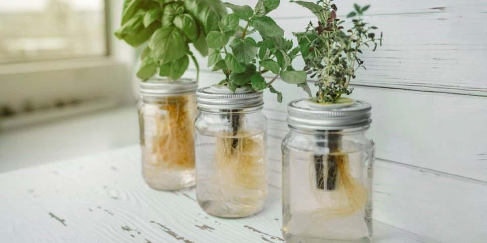 Aromatične biljke koje možete uzgajati bez zemlje: Sve što vam treba je tegla i voda