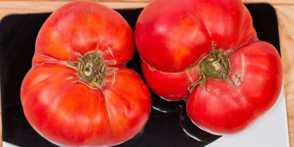 Veliki i krupan paradajz crven kao rubin: Potpuno domaći bez hemije i daje odličan prinos