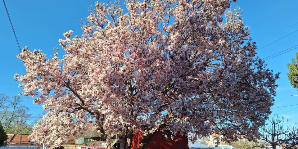 Džinovsko drvo iznenadilo Nišlije: Cvetalo kao nikad