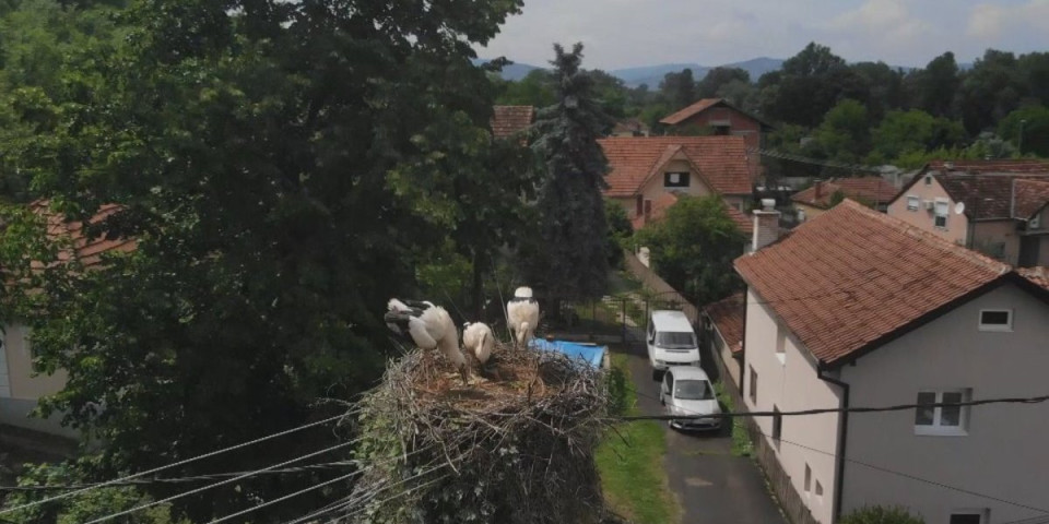 Ovi gosti nisu dosadni: Meštani čačanskog mesta Beljina su presrećni