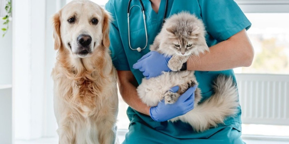 Snimak iz veterinarske ambulante srušio mreže: Večernja akcija psa i mačke postala viralna (VIDEO)