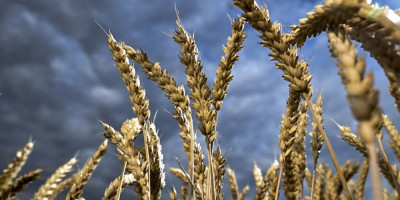 Šta će biti kad dodje žetva?! Komšiluk se sprema za strašan scenario, objavljena jeziva brojka!