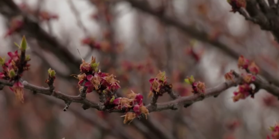 Uveli grejanje u voćnjak: Nije šala, biće kajsija kod Govedarica