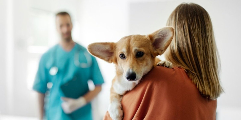 Ludilo među vlasnicima: Plaćeno bolovanje zbog bolesnog ljubimca - pravi članovi porodice