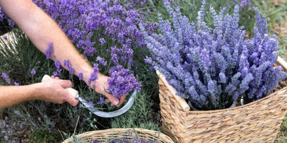 Svi greše kada presađuju lavandu: Evo kako da je ne uništite - saveti zlata vredni