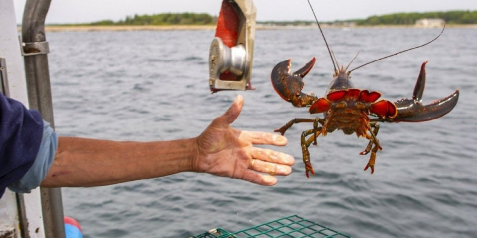 Drska pljačka šokirala sve: Upali u ribarnicu i odneli tonu najskupljih morskih plodova