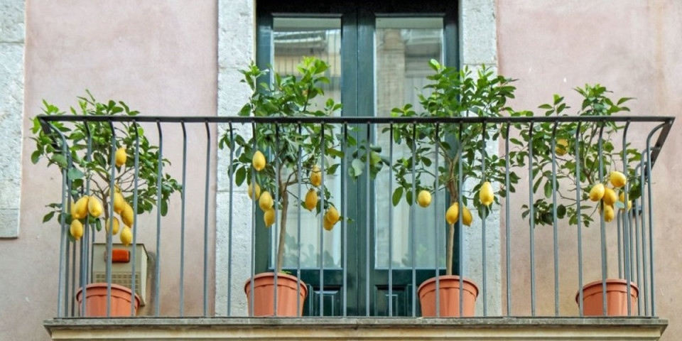 Uzgajajte limun kod kuće: Tehnika koja daje žute i izdašne plodove - imaćete drvo kakvom će da se dive