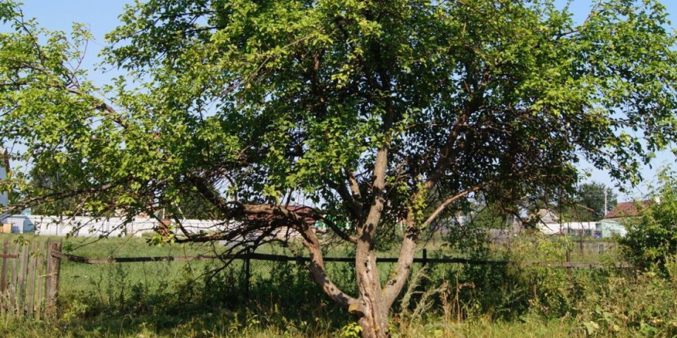 Drvo koje uklanja smog i leči tlo: Čisti vazduh bolje nego išta i daje ukusne plodove