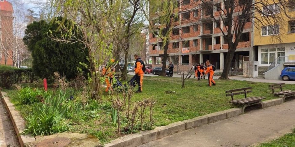 Nestao papagaj Mika: Ume i da priča, a ovo mu nije prvi put da "odluta"