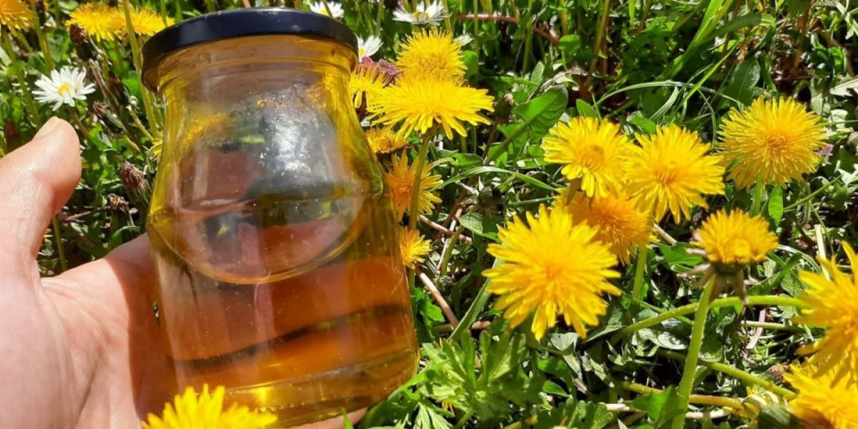 Recept za domaći med od maslačka: Riznica zdravlja za čitav organizam