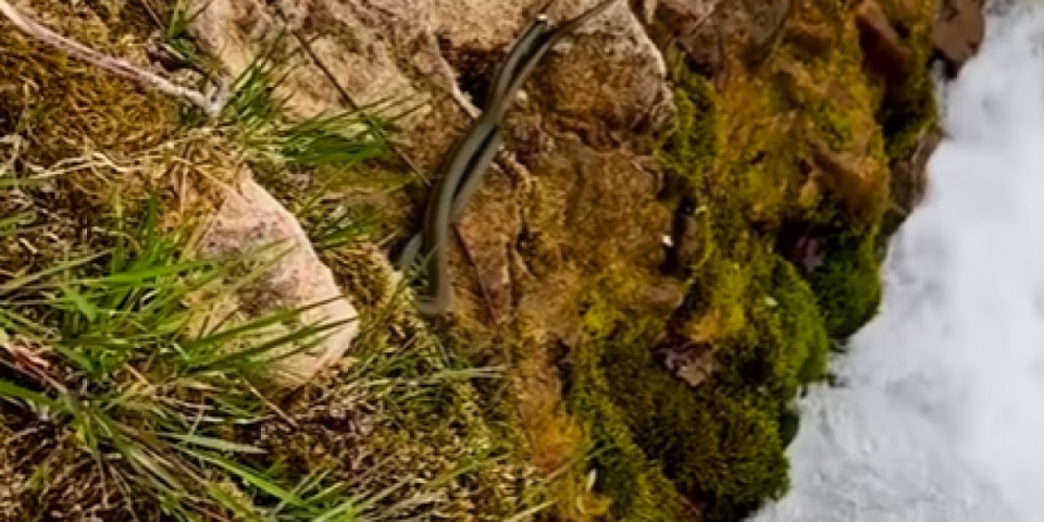 Gadno: Ima je tri metra, a neki kažu da je prelepa (VIDEO)