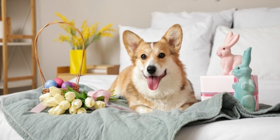 Skrivena opasnost u vašem domu: Vaskršnja dekoracija i slatkiši su kobni za ljubimce
