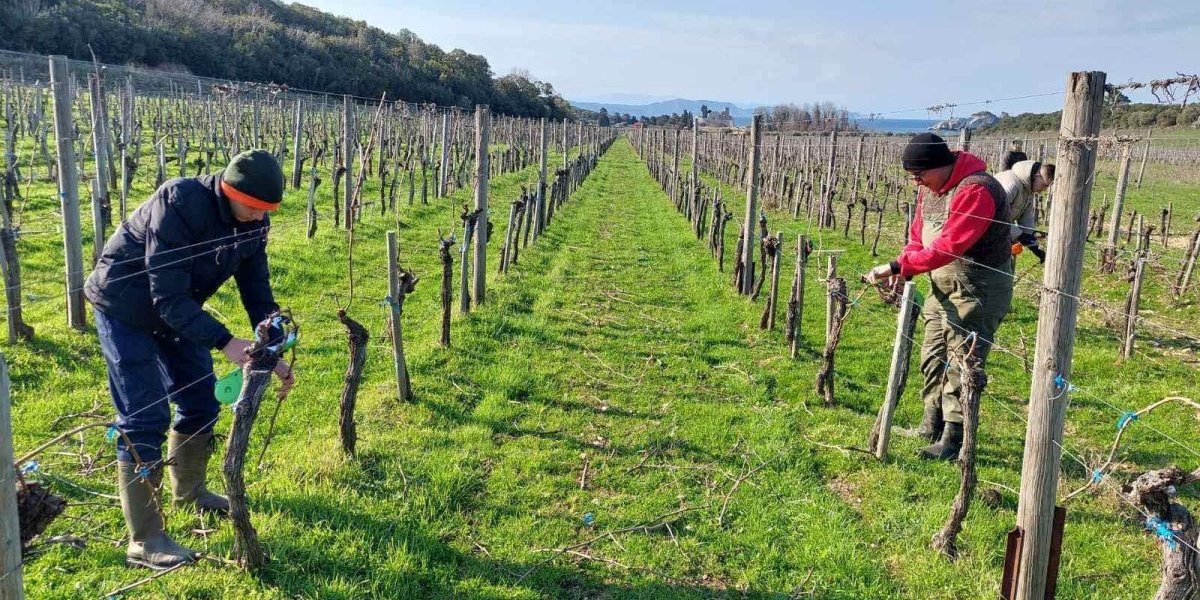 Učenici u vinogradu