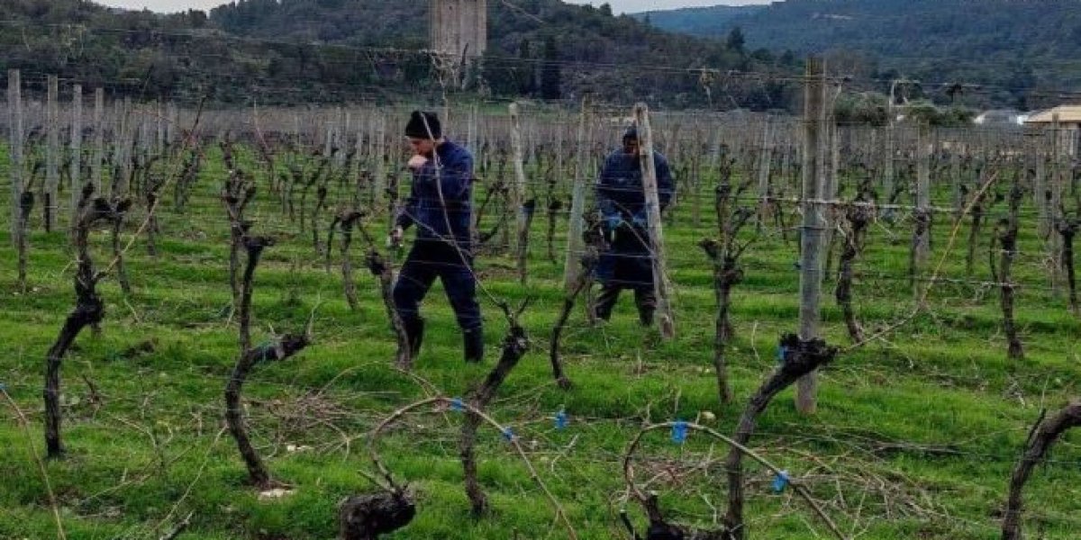 Orezivanje vinograda