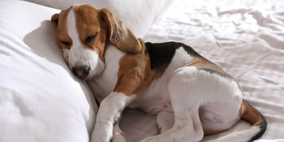Spavate sa psom u krevetu? Evo kako to zapravo utiče na vas