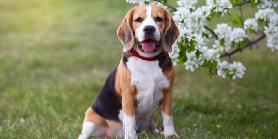 Veterinar upozorio vlasnike: 3 navike koje su opasne za pse - izbegavajte ih (VIDEO)