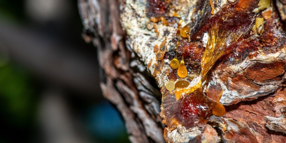 Smola iz brezine kore leči kožne infekcije: Nećete verovati ko je ovaj "lepak" prvi koristio