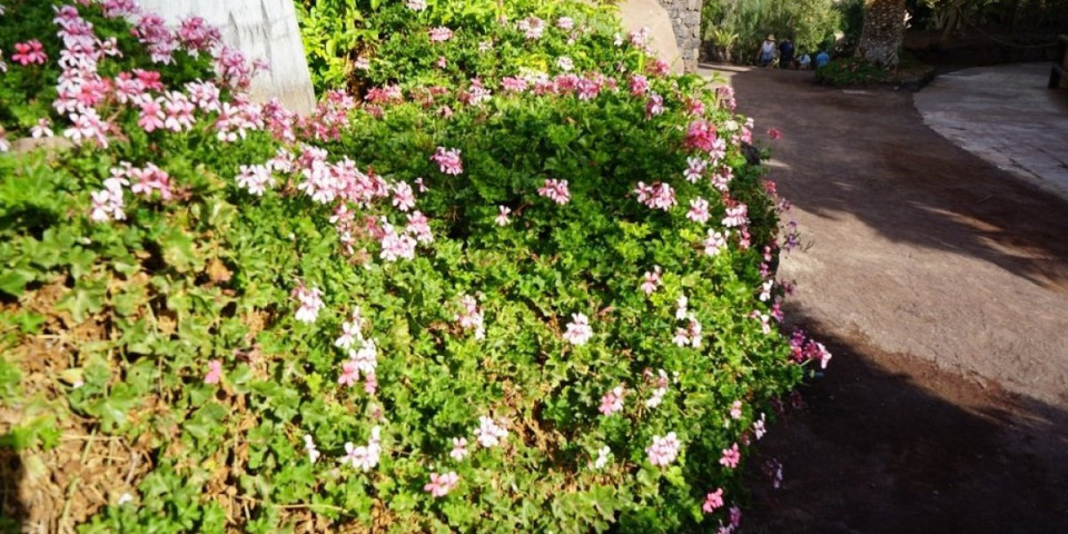 Viseća biljka koja gustinom obuzima vrtove i balkone: Daje prelepe cvetove, nije običan bršljan