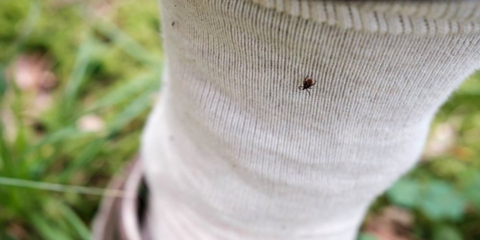Obmotajte ovo oko čarape i krpelji vam neće priči: Jeftin trik koji provereno radi bez hemije