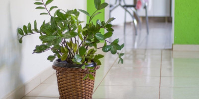 Zamija nije samo ukras, već biljka koja prema verovanjima privlači sreću i bogatstvo.