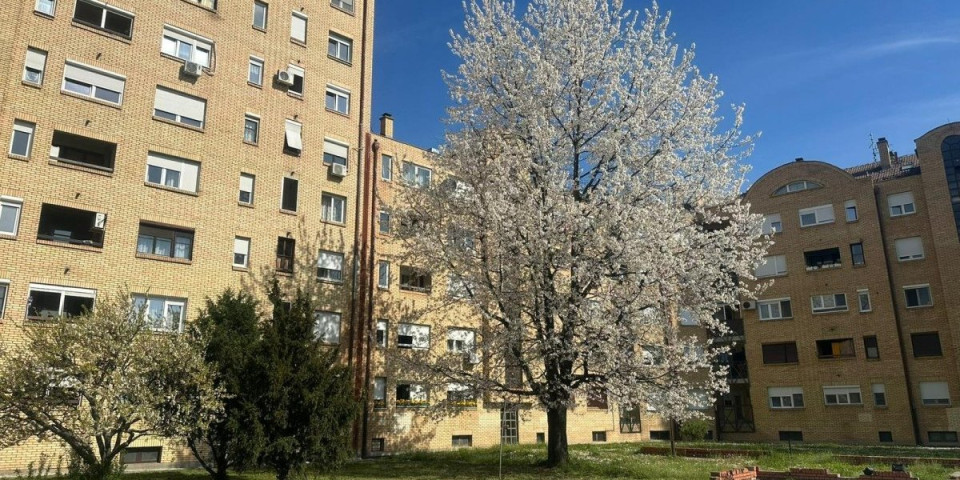 Divlja, a slatka ko med: Gorostasna trešnja među zgradama napunila 33 godine