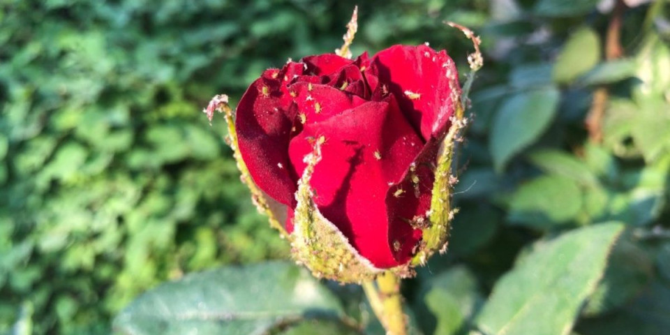 Briše vaši sa ruža kao tornado: Provereno ih eliminiše i sprečava njihov povratak