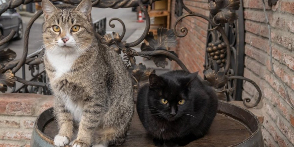 5 fascinantnih mačaka koje su ušle u istoriju: Od ratnog heroja, do demona i milionskog krznenog naslednika