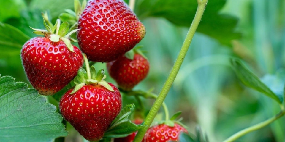 Stavila je u teglu s jagodama jednu stvar: Ovako im je produžila rok trajanja do 2 nedelje (VIDEO)