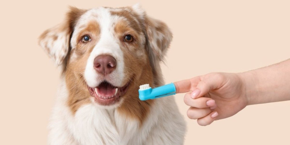 Opasna pretnja vreba iz usta vašeg psa: Evo kako da prepoznate karijes na vreme