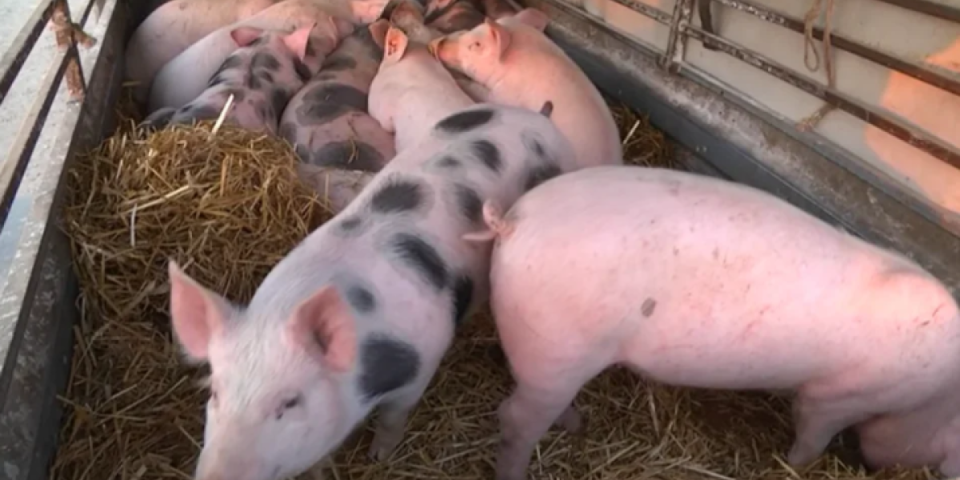 Zatvorena stočna pijaca u Jagodini: Ovo je razlog